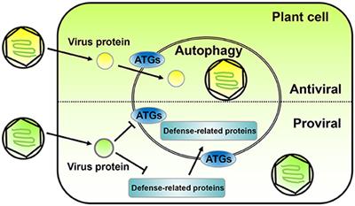 Friend or Enemy: A Dual Role of Autophagy in Plant Virus Infection